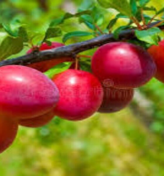 plum benefits