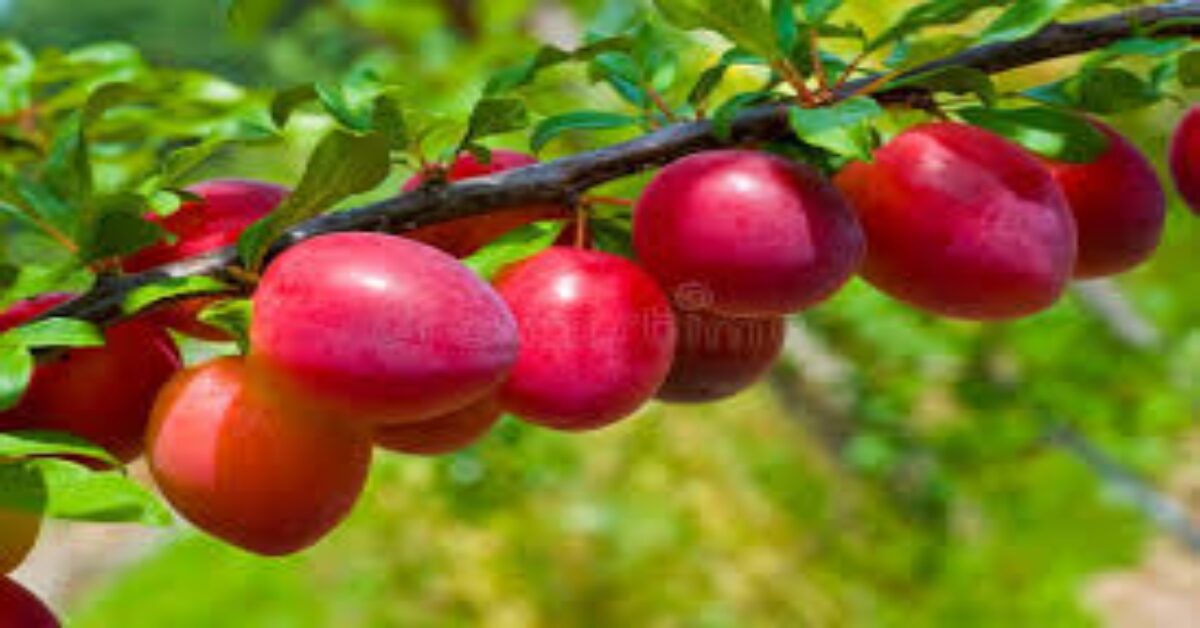 plum benefits